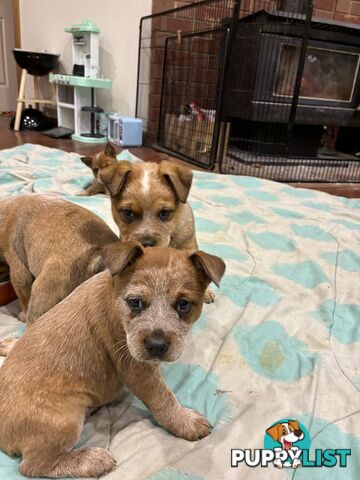 Australian Cattle Dog Red Heelers