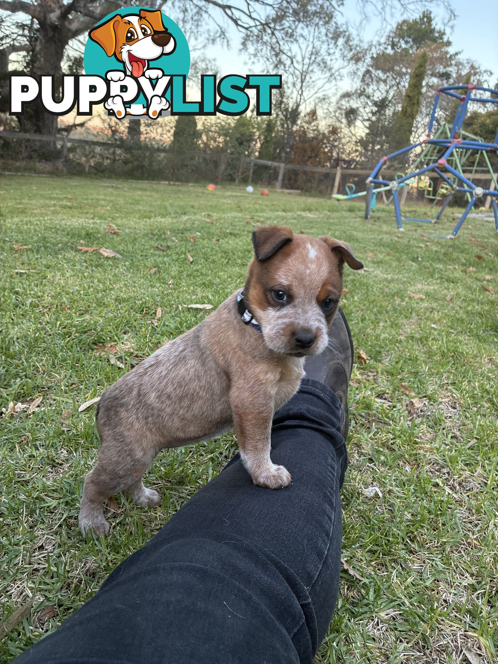 Australian Cattle Dog Red Heelers