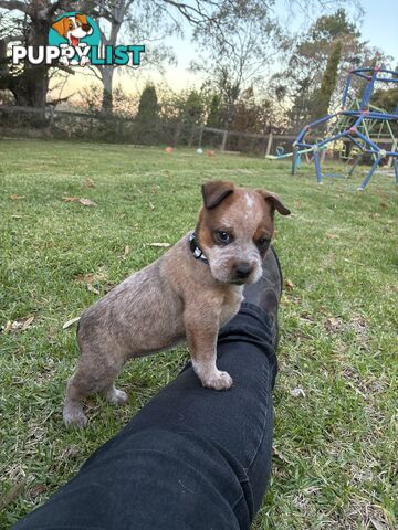 Australian Cattle Dog Red Heelers