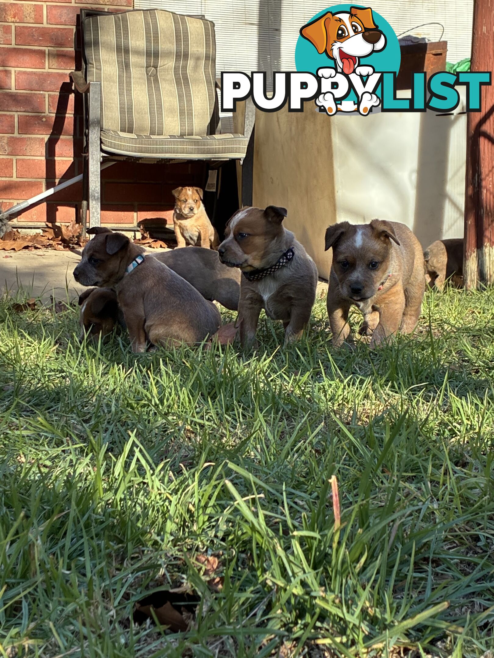 Australian Cattle Dog Red Heelers