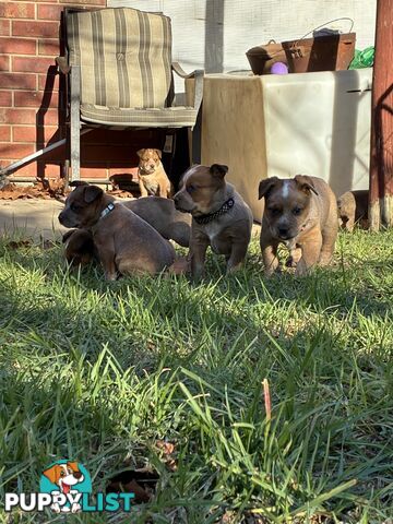 Australian Cattle Dog Red Heelers