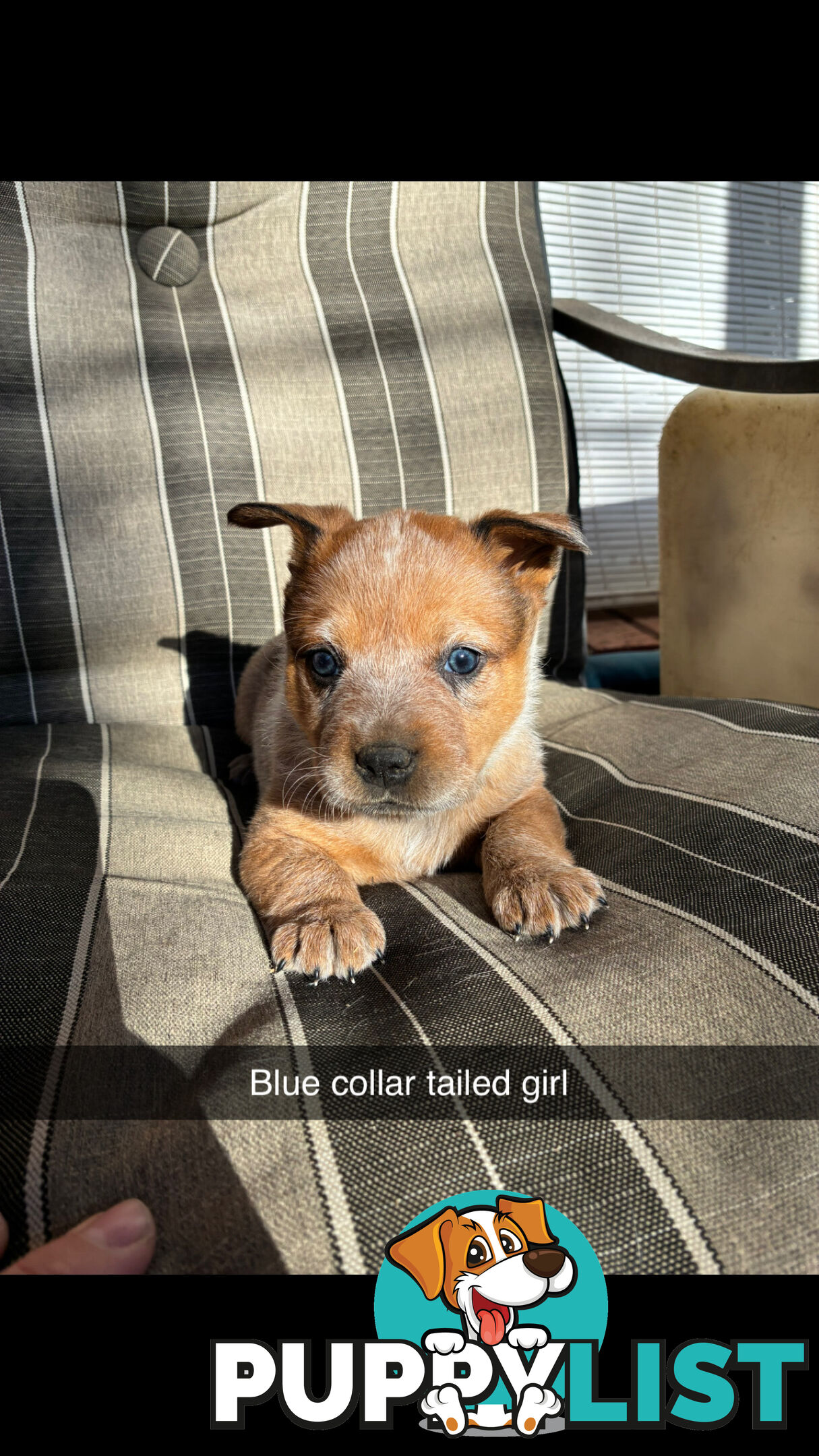 Australian Cattle Dog Red Heelers