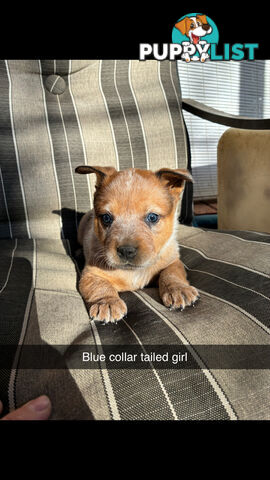 Australian Cattle Dog Red Heelers