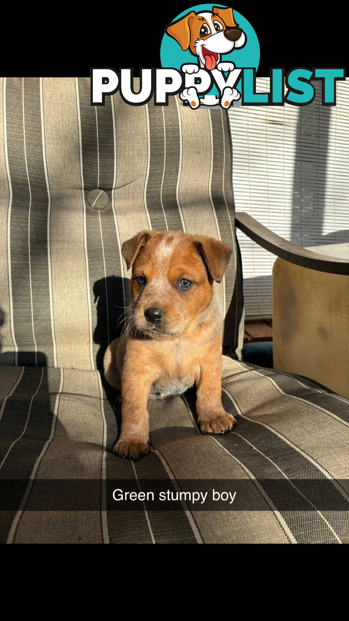 Australian Cattle Dog Red Heelers