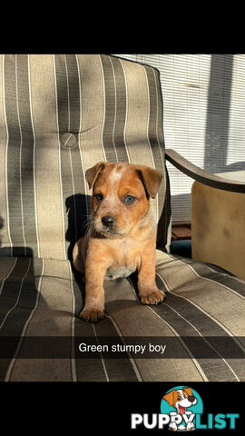Australian Cattle Dog Red Heelers