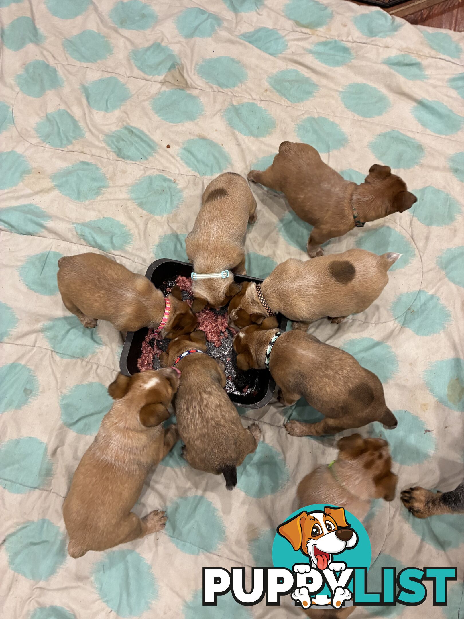 Australian Cattle Dog Red Heelers