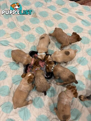 Australian Cattle Dog Red Heelers
