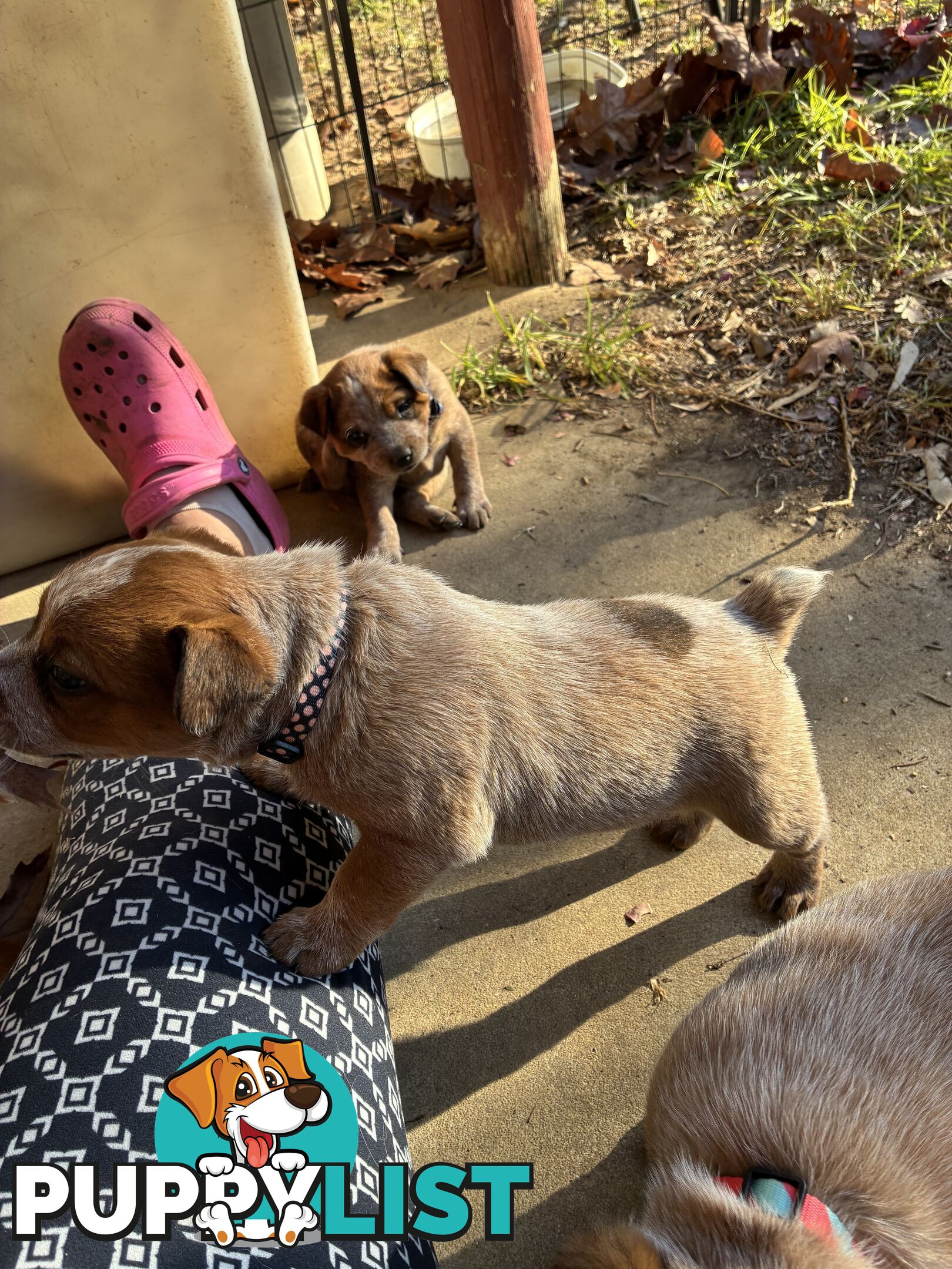 Australian Cattle Dog Red Heelers
