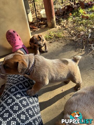 Australian Cattle Dog Red Heelers