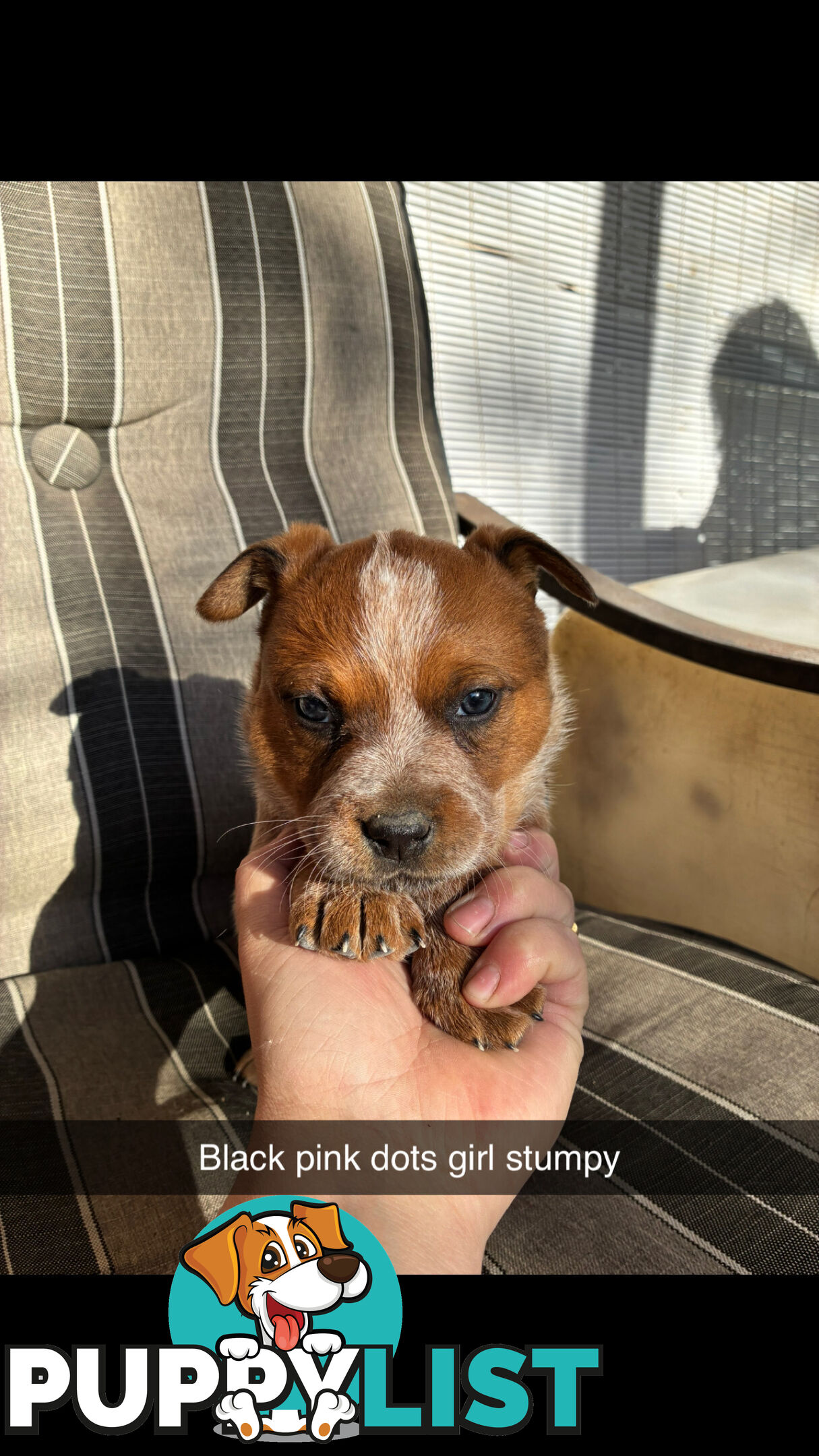 Australian Cattle Dog Red Heelers