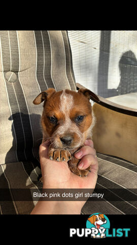 Australian Cattle Dog Red Heelers