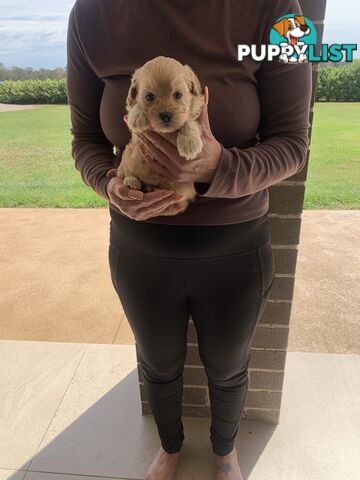 Cavoodle puppy (toy Cavoodle)