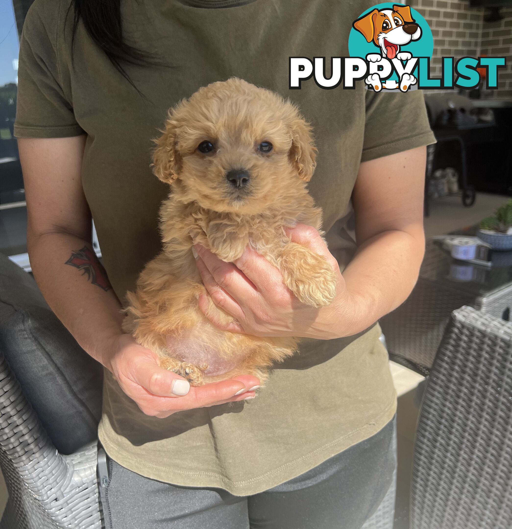 Cavoodle puppies-toy