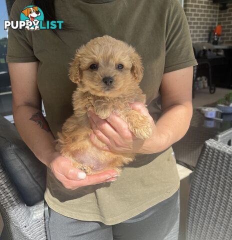 Cavoodle puppies-toy