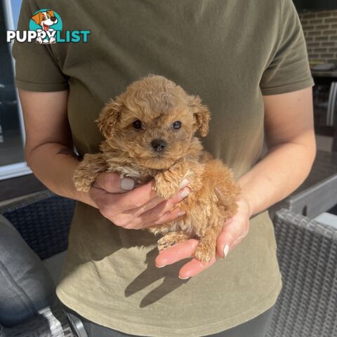 Cavoodle puppies-toy