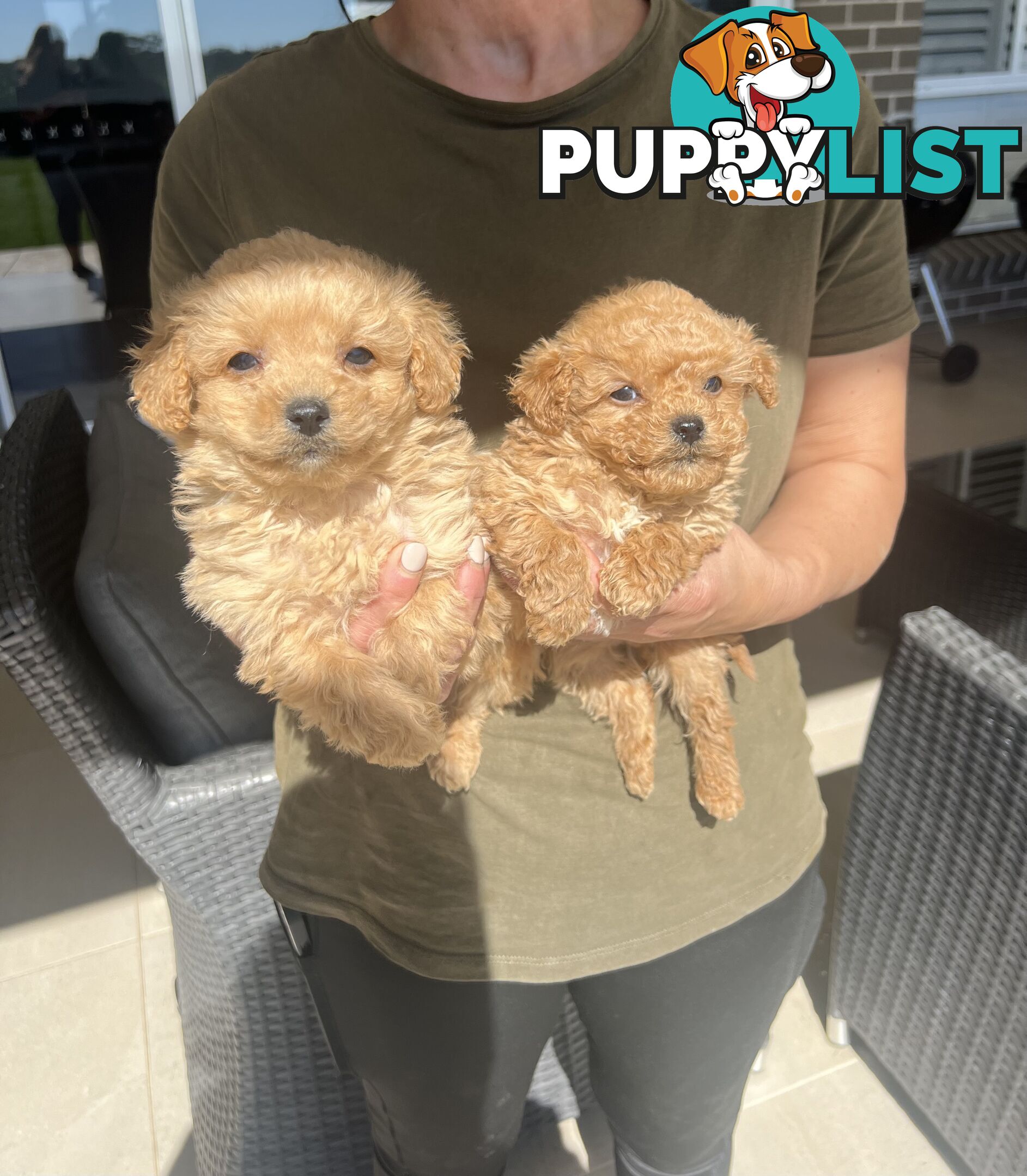 Cavoodle puppies-toy