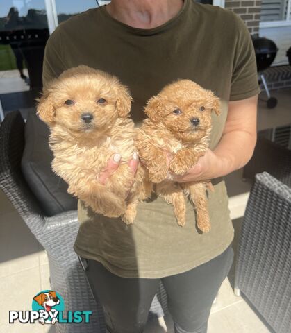 Cavoodle puppies-toy