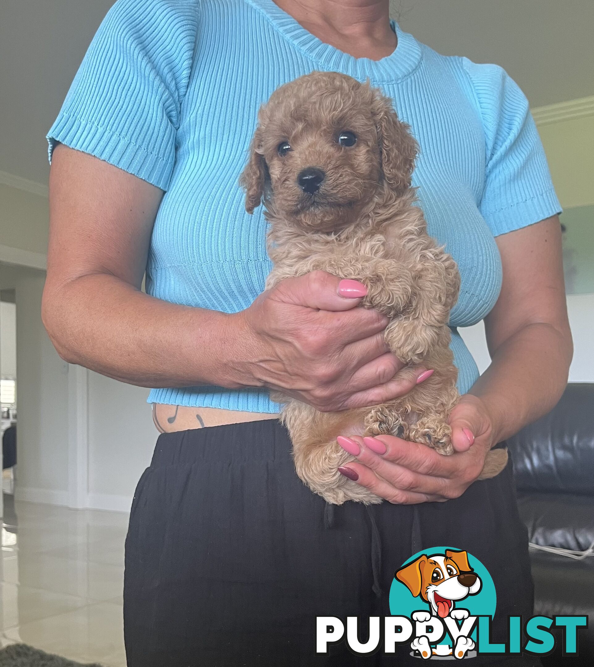 Cavoodle puppies (Penrith area located)