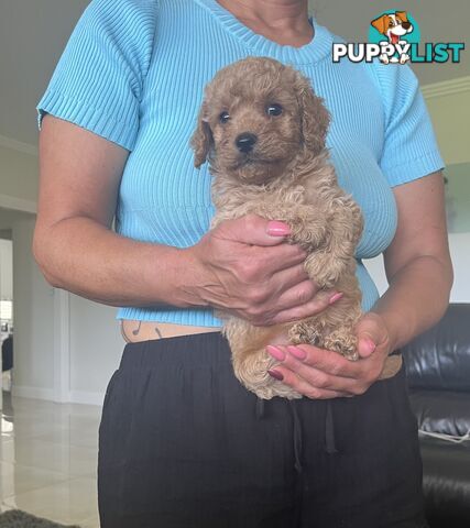 Cavoodle puppies (Penrith area located)