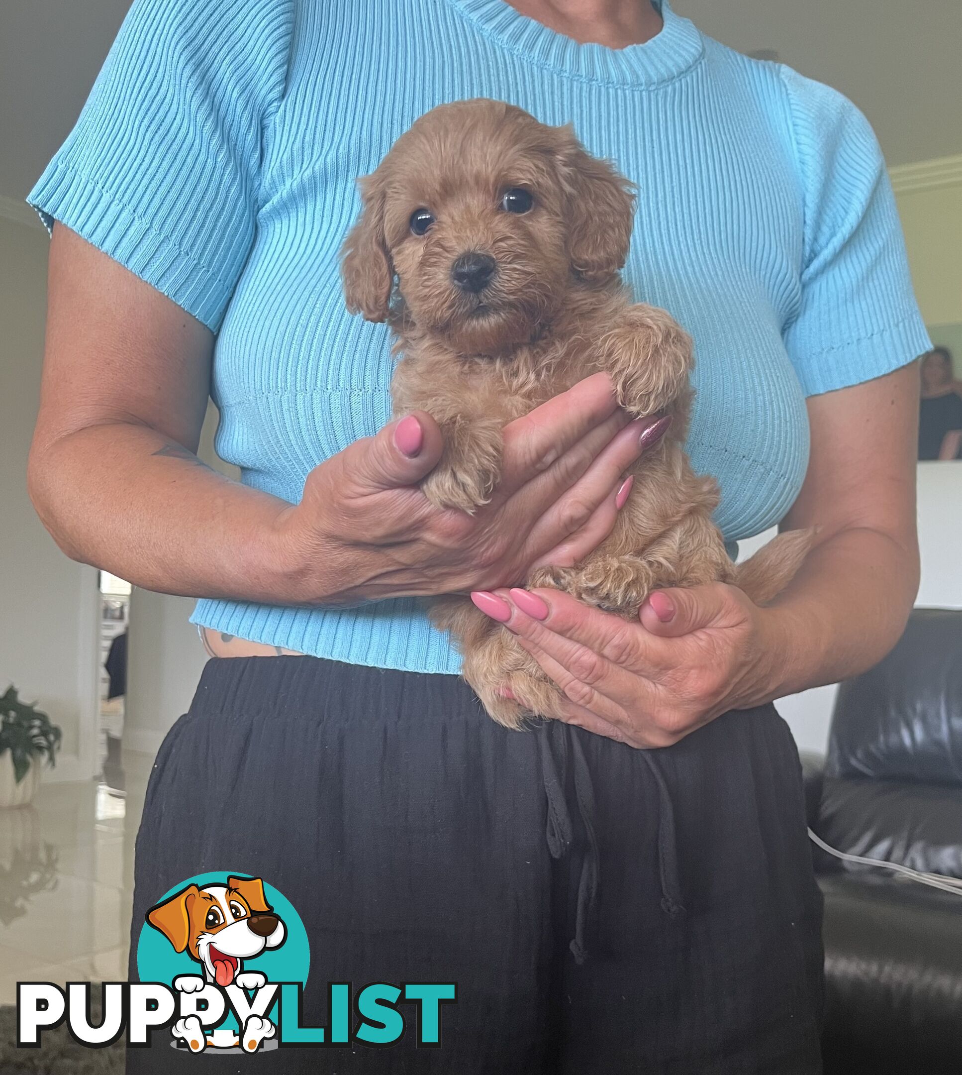 Cavoodle puppies (Penrith area located)