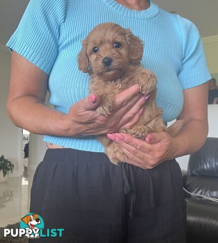 Cavoodle puppies (Penrith area located)