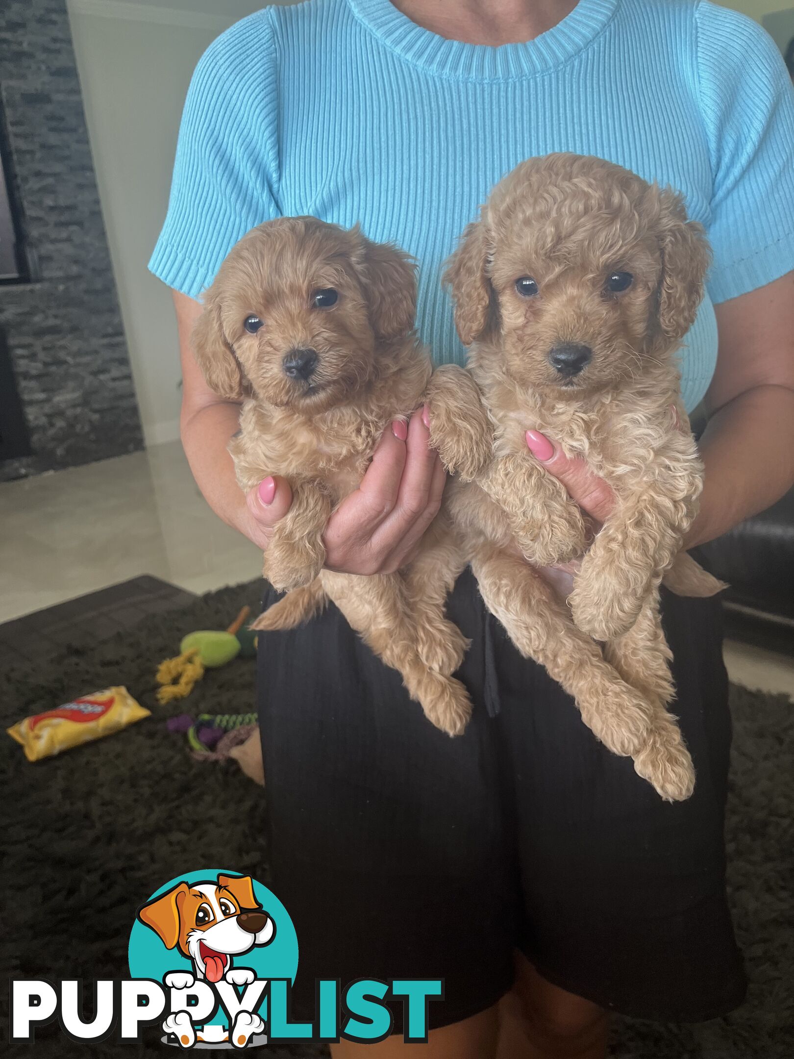 Cavoodle puppies (Penrith area located)