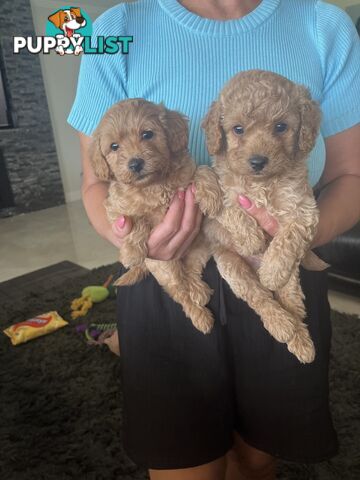 Cavoodle puppies (Penrith area located)