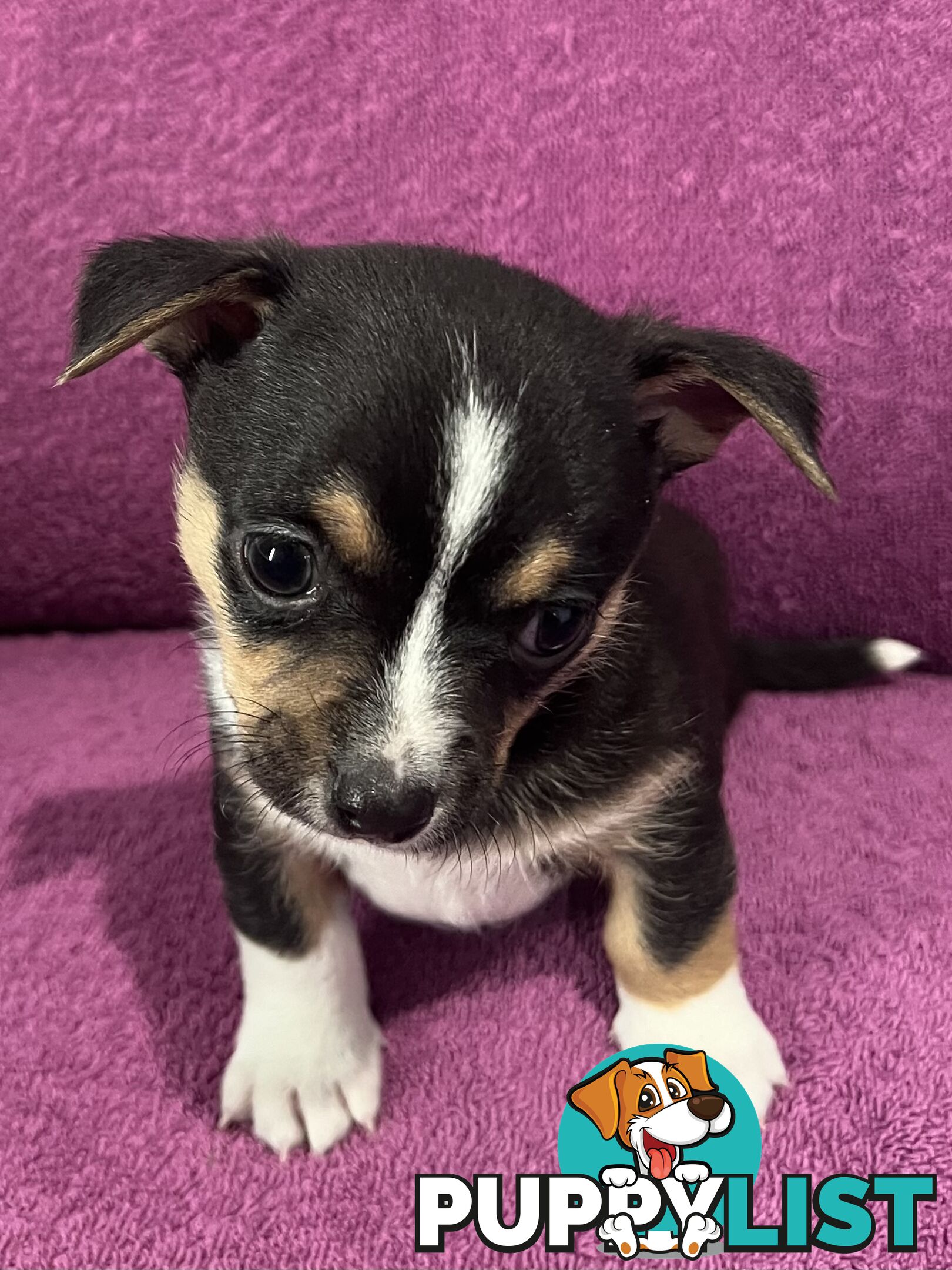 Shorthaired Chihuahua Puppies for Sale – Vaccinated &amp;amp; Microchipped