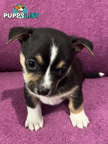 Shorthaired Chihuahua Puppies for Sale – Vaccinated &amp;amp; Microchipped