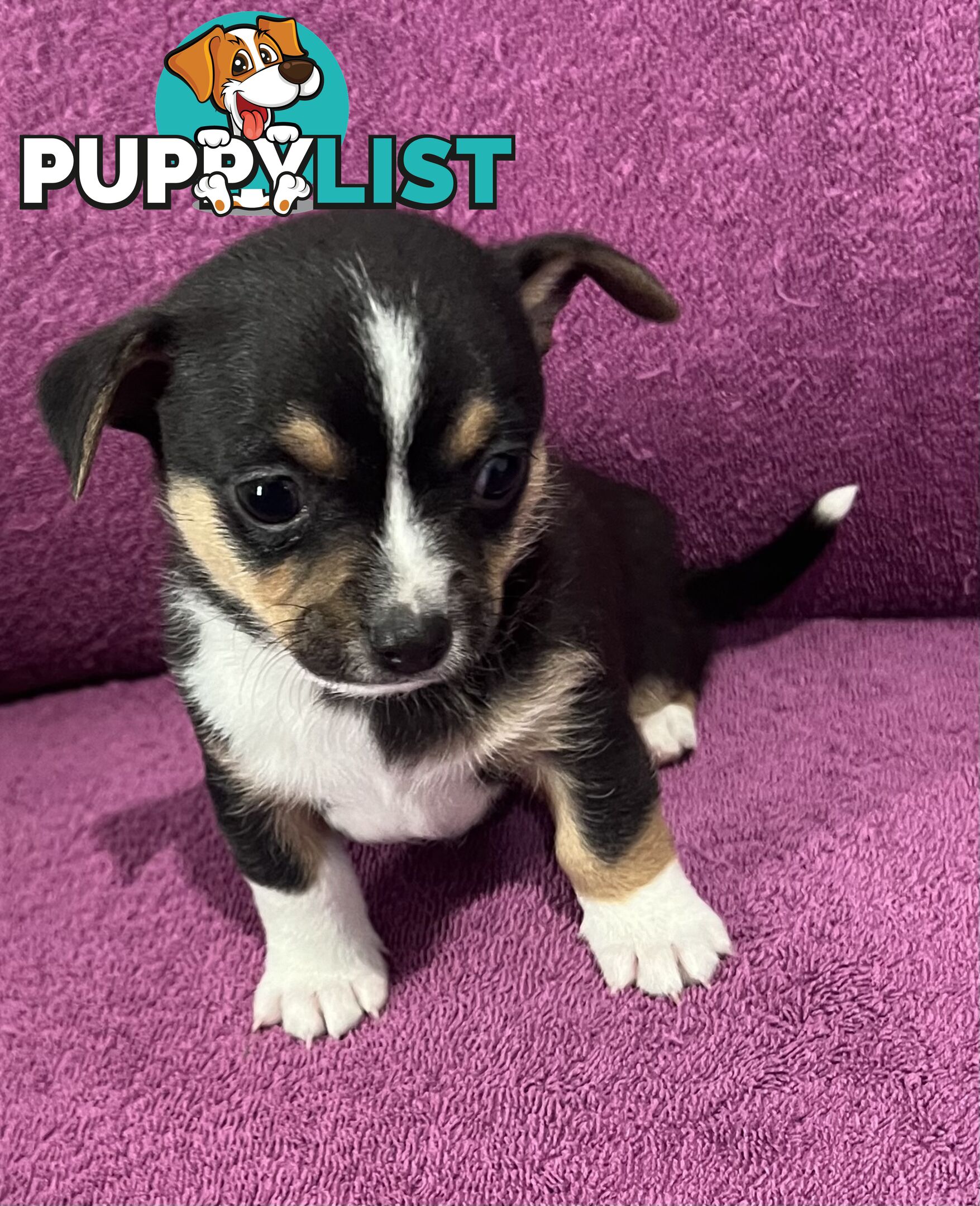 Shorthaired Chihuahua Puppies for Sale – Vaccinated &amp;amp; Microchipped