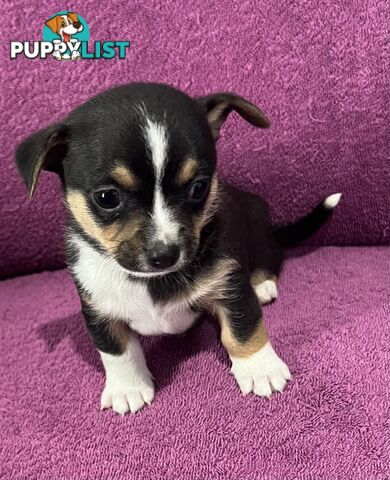 Shorthaired Chihuahua Puppies for Sale – Vaccinated &amp;amp;amp; Microchipped