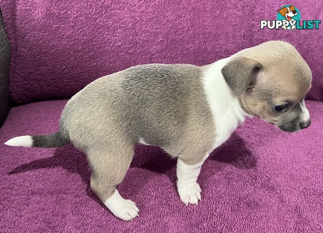 Shorthaired Chihuahua Puppies for Sale – Vaccinated &amp;amp; Microchipped