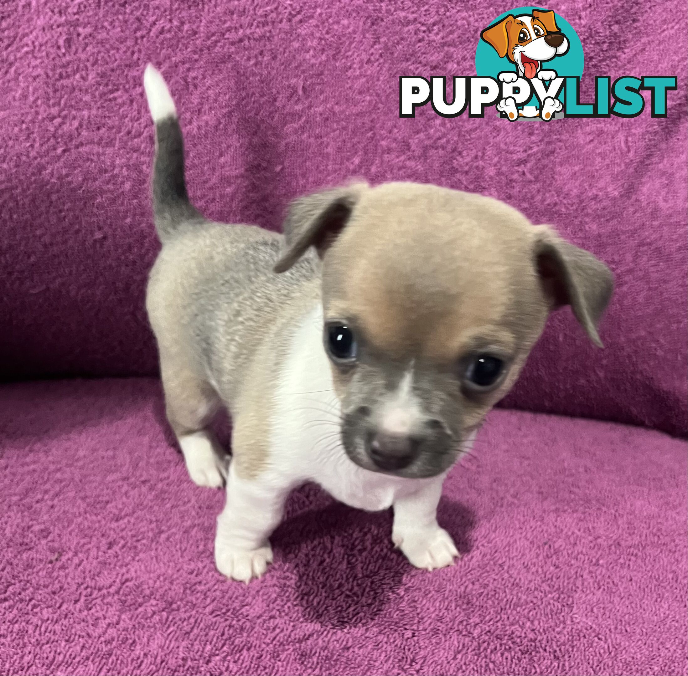 Shorthaired Chihuahua Puppies for Sale – Vaccinated &amp;amp; Microchipped