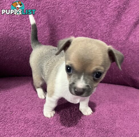 Shorthaired Chihuahua Puppies for Sale – Vaccinated &amp;amp; Microchipped