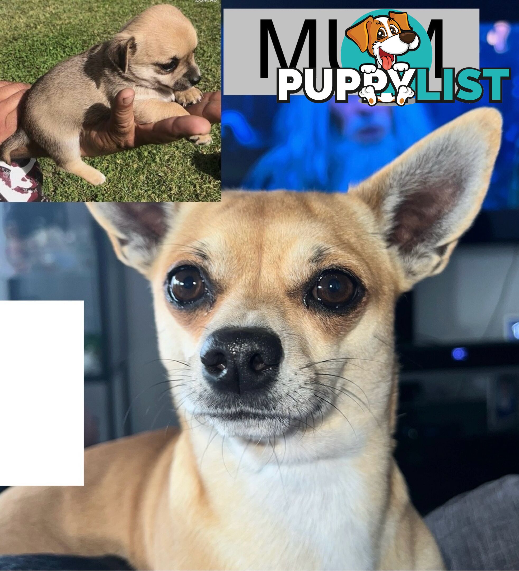 Shorthaired Chihuahua Puppies for Sale – Vaccinated &amp;amp; Microchipped