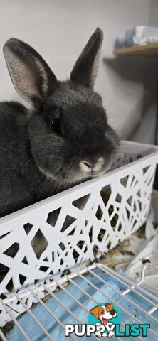 Pure Neitherland Dwarf 3 month olds