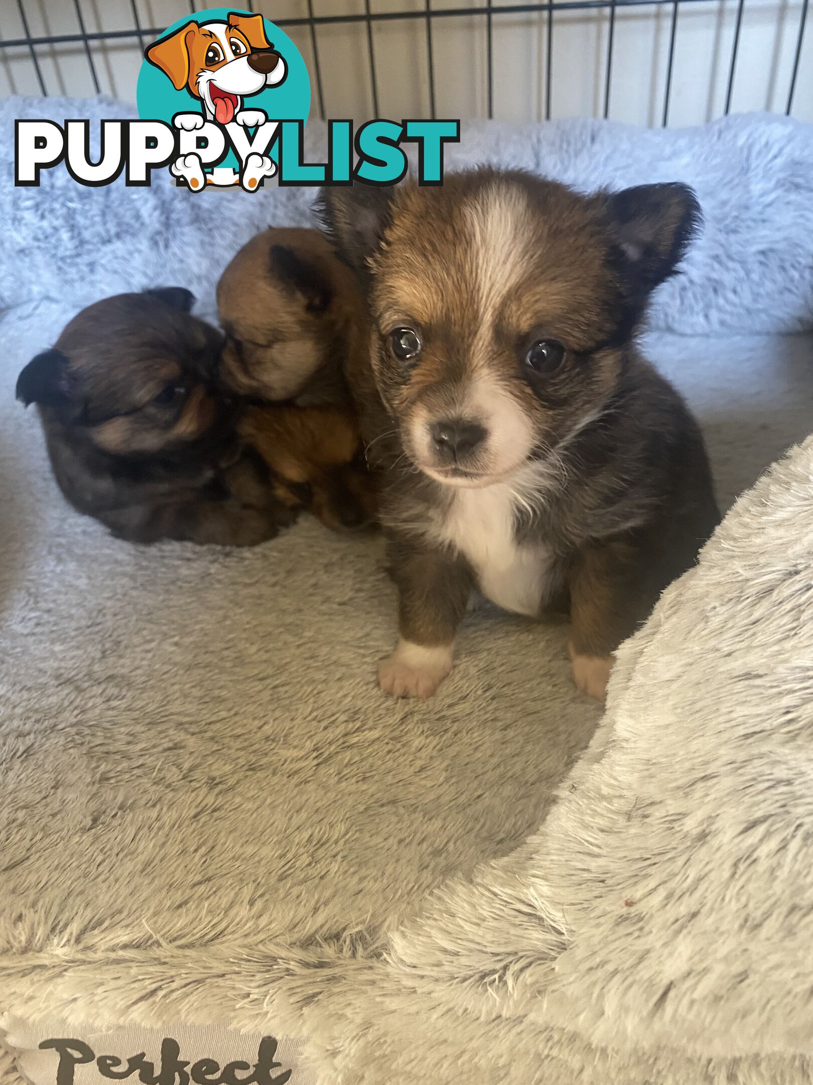 Pomchi puppies