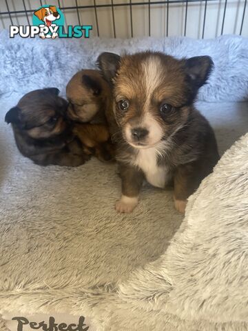 Pomchi puppies