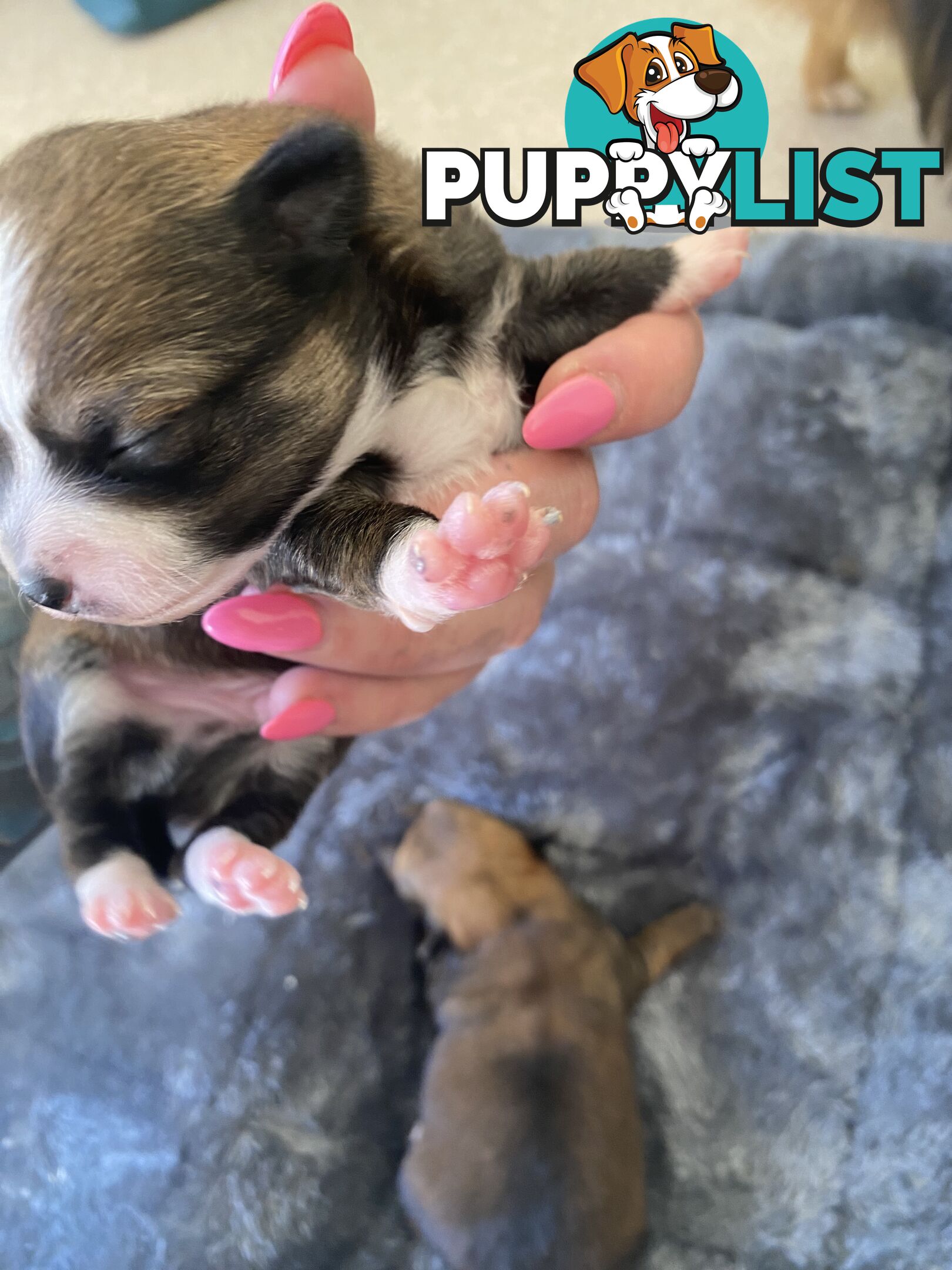 Pomchi puppies