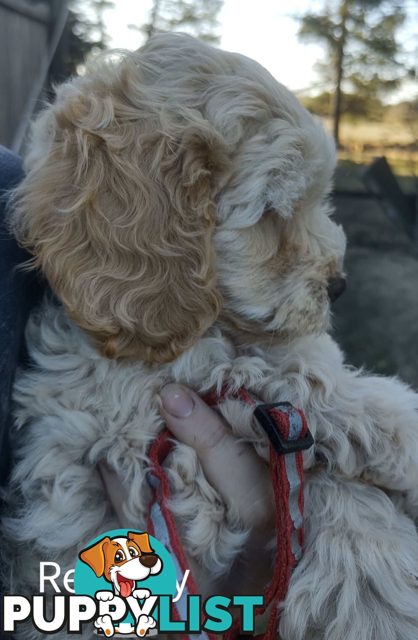 Gorgeous  spoodle pups ready now, close to melbourne