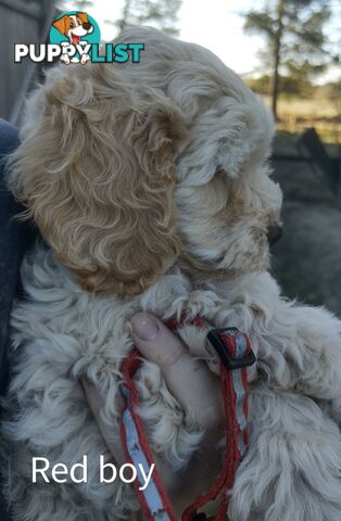 Gorgeous  spoodle pups ready now, close to melbourne
