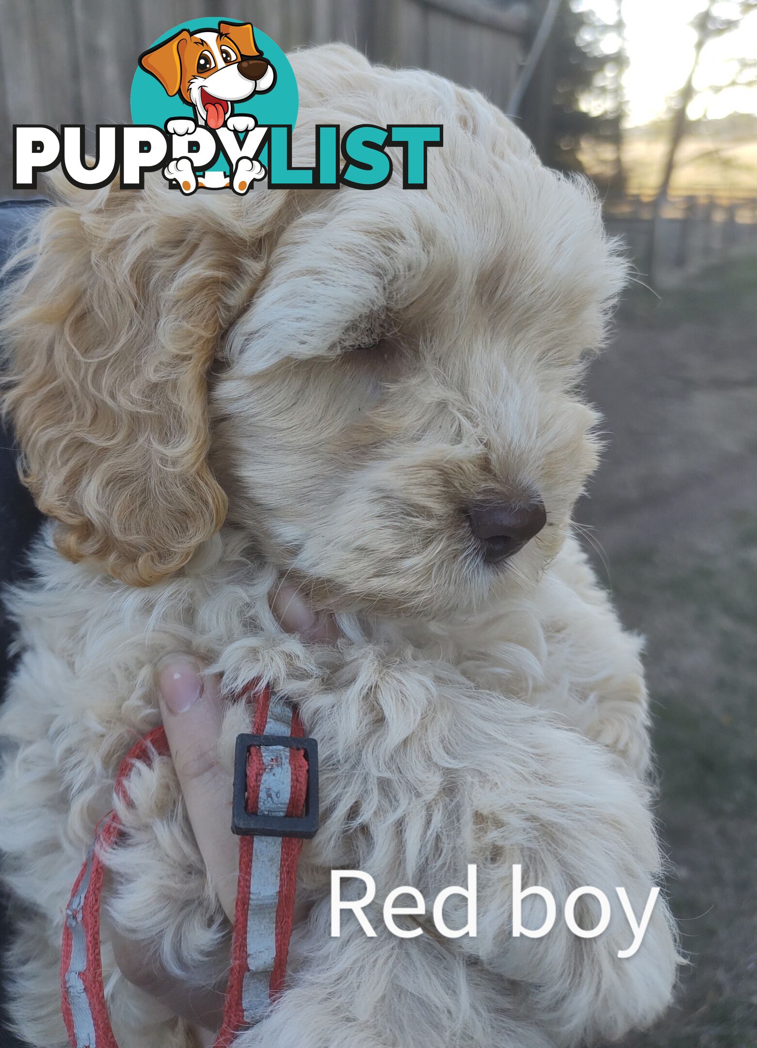 Gorgeous  spoodle pups ready now, close to melbourne