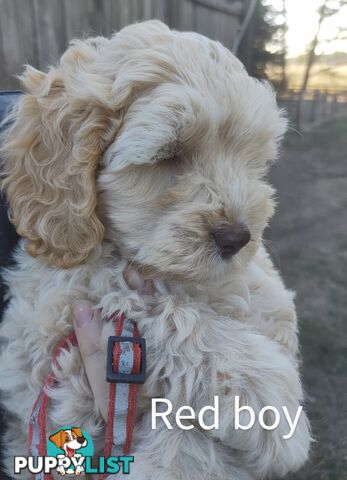 Gorgeous  spoodle pups ready now, close to melbourne
