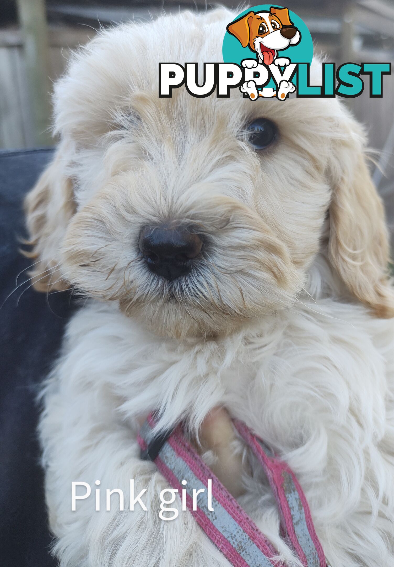 Gorgeous  spoodle pups ready now, close to melbourne
