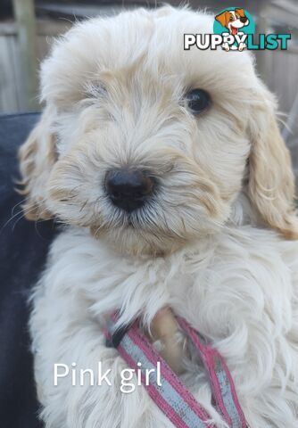 Gorgeous  spoodle pups ready now, close to melbourne