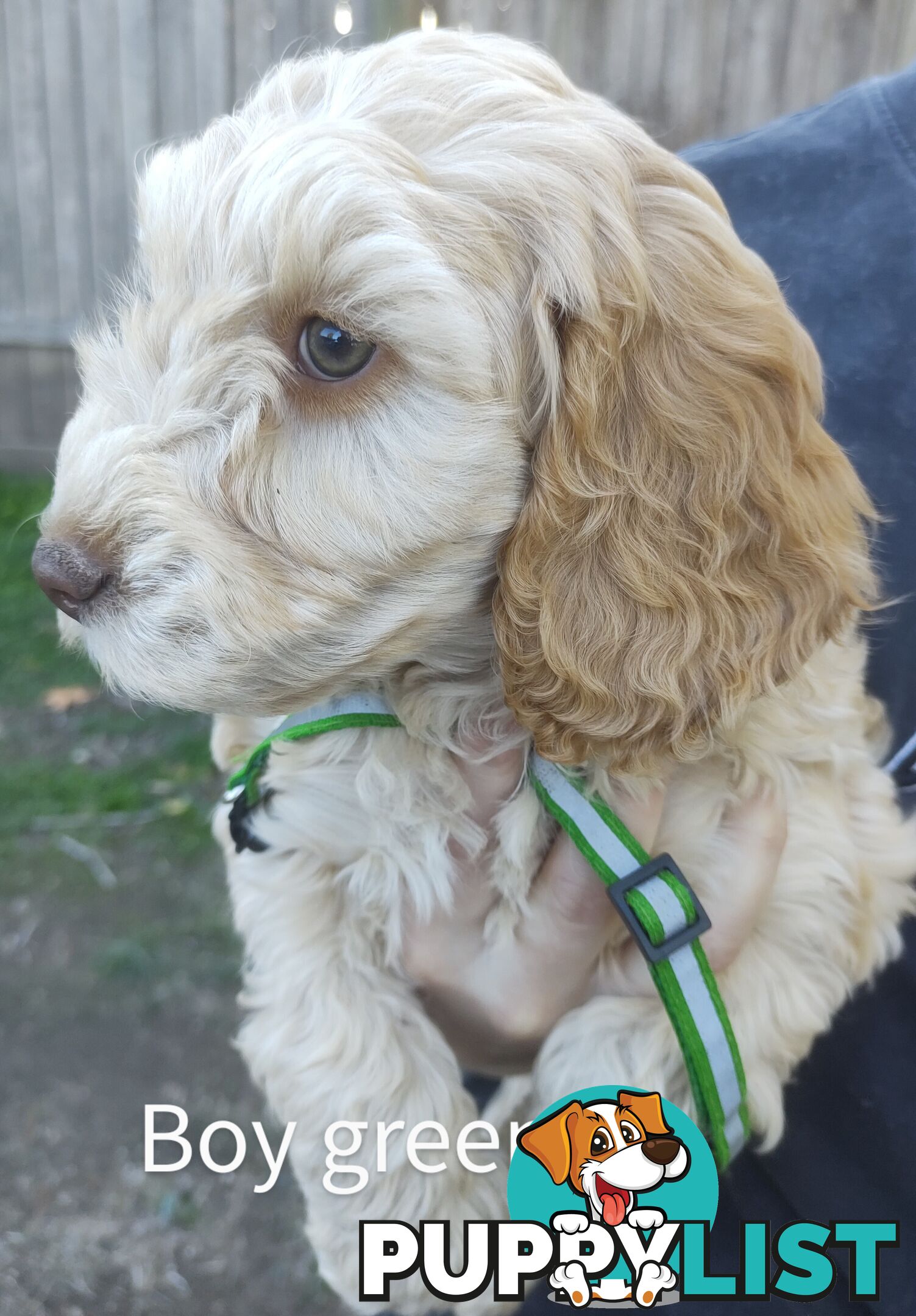 Gorgeous  spoodle pups ready now, close to melbourne
