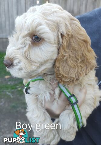 Gorgeous  spoodle pups ready now, close to melbourne