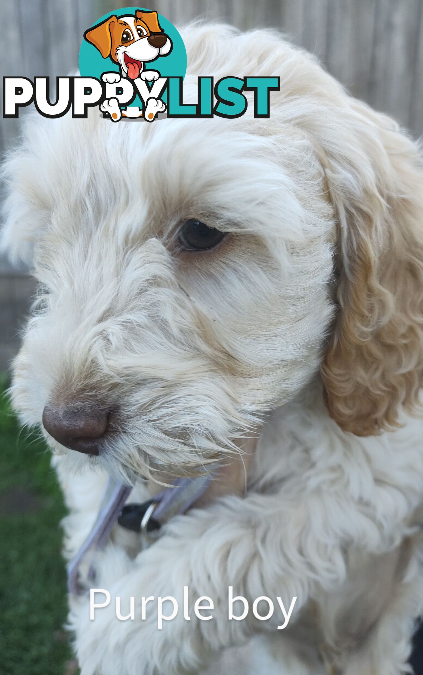 Gorgeous  spoodle pups ready now, close to melbourne