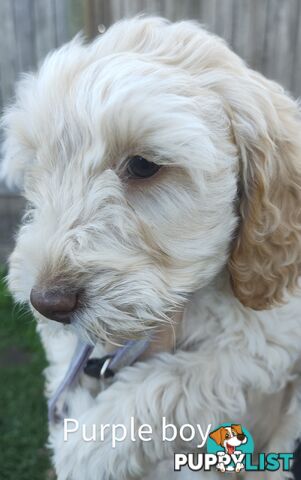 Gorgeous  spoodle pups ready now, close to melbourne