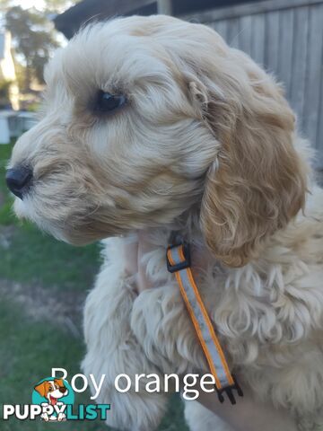 Gorgeous  spoodle pups ready now, close to melbourne